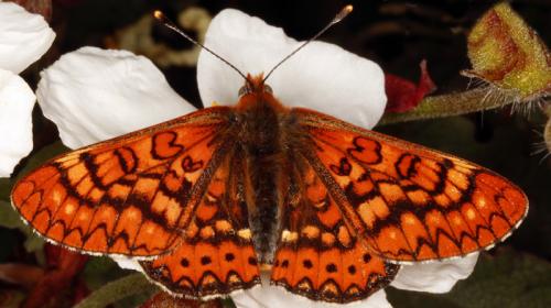 Euphydryas beckeri
